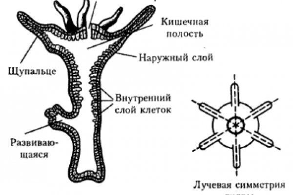 Kraken 13 at com